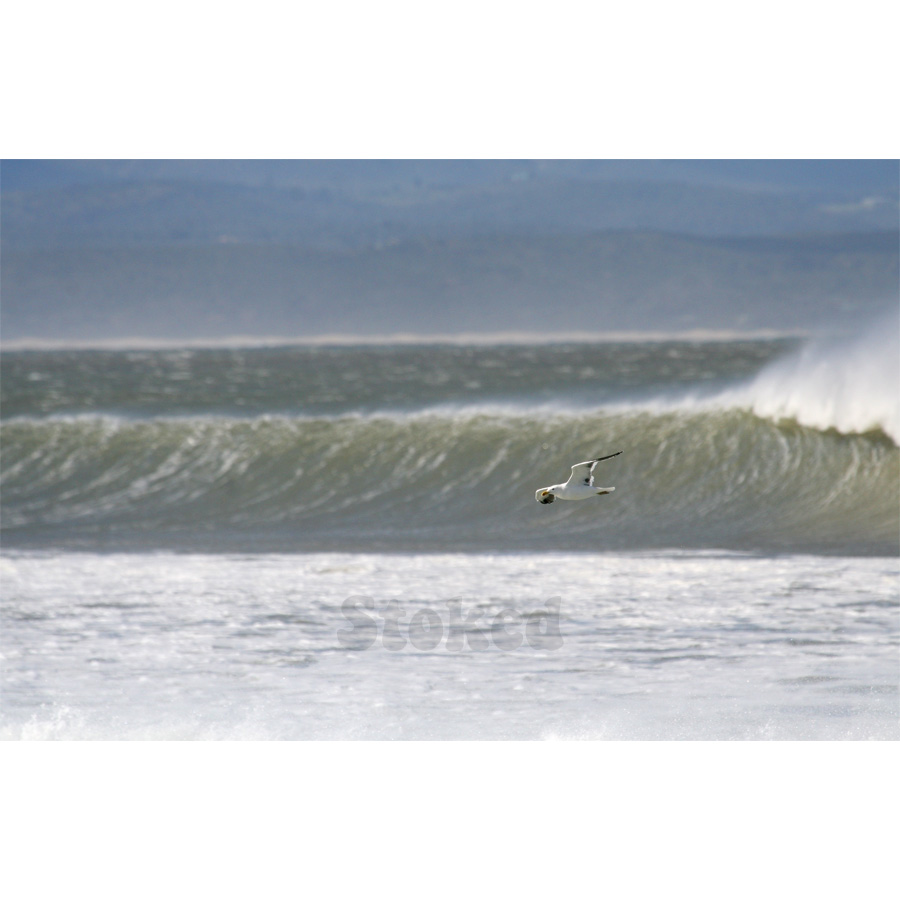 JBayHowlingOffshore JBay Gull - Image 1