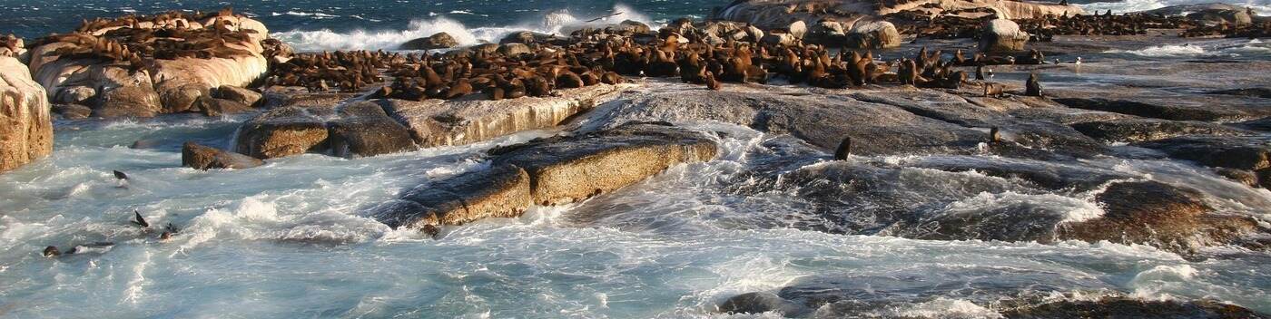 seal-title-background-002